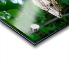 Red Belly Wood Pecker Acrylic print