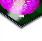 Purple Zinnia Acrylic print