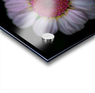 Daisy Acrylic print