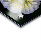White Zinnia Acrylic print