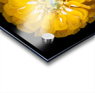 Yellow Zinnia Acrylic print