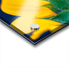 Yellow Sunflower Acrylic print
