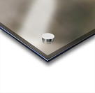 A Tree Swallow Enjoys a Sunny Day.  Acrylic print