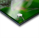 Northern Cardinal  Acrylic print