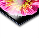 Pink and Yellow Zinnia Acrylic print