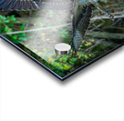 An Osprey picks up fresh fish for breakfast Acrylic print