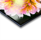 Dahlia and Raindrops Acrylic print