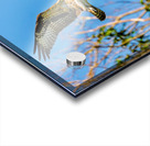 An Osprey Soars Acrylic print