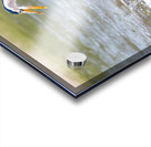 Not Today Acrylic print