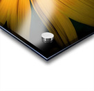 Yellow Daisy Acrylic print