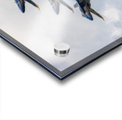 US Navy Blue Angels - Double Farvel Formation Acrylic print