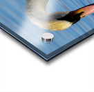 Swan on a Lake Acrylic print