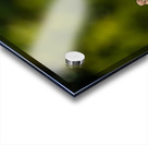 Sparrows on a Roof Acrylic print