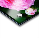 Rose with Morning Dew Acrylic print