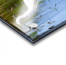 Snowy Egret Wading near the Shoreline of a Lake Acrylic print