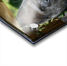 Gorilla Deep in Thought Acrylic print