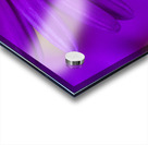 Purple Aster Acrylic print