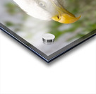 North American Bald Eagle Acrylic print