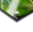 Cedar Waxwing Acrylic print