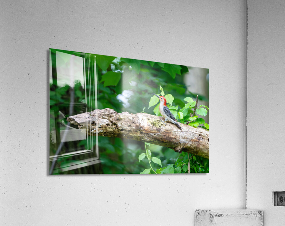 Red Belly Wood Pecker Acrylic Print