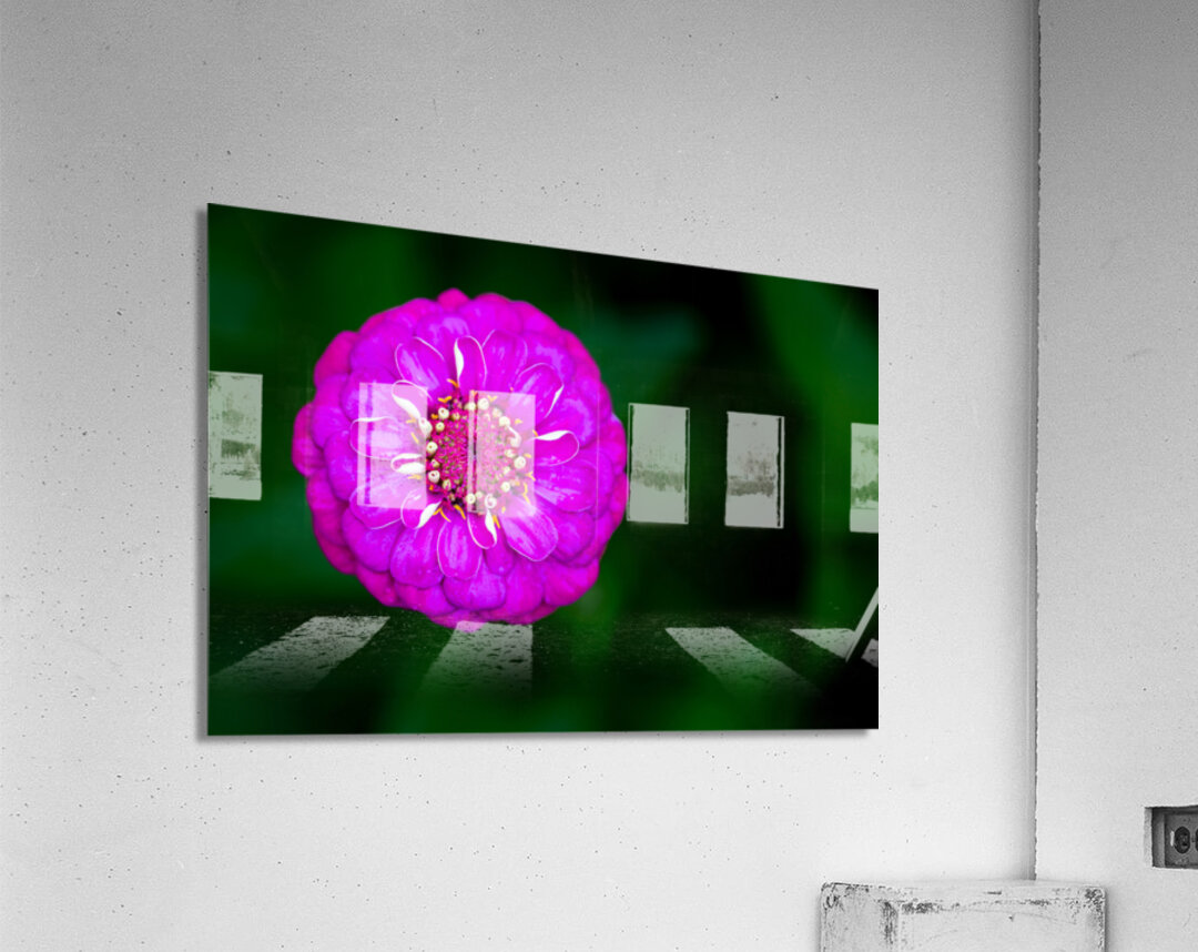Purple Zinnia Acrylic Print