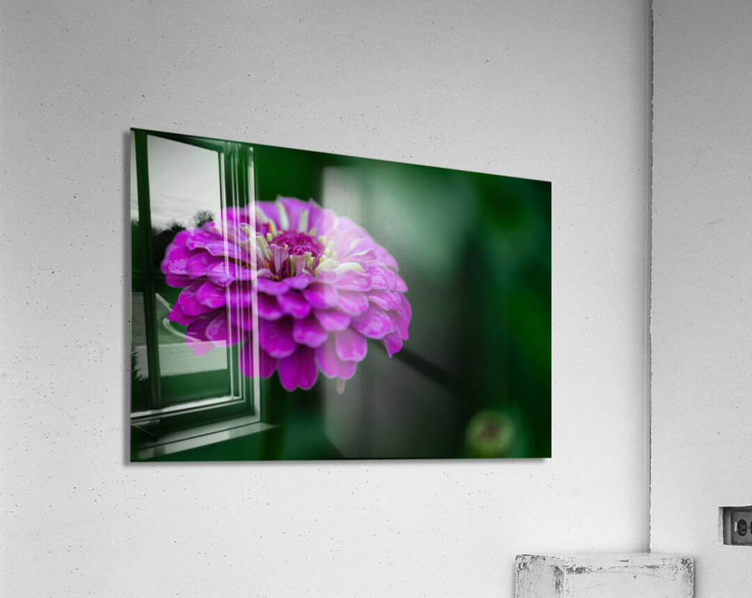 Zinnia Acrylic Print