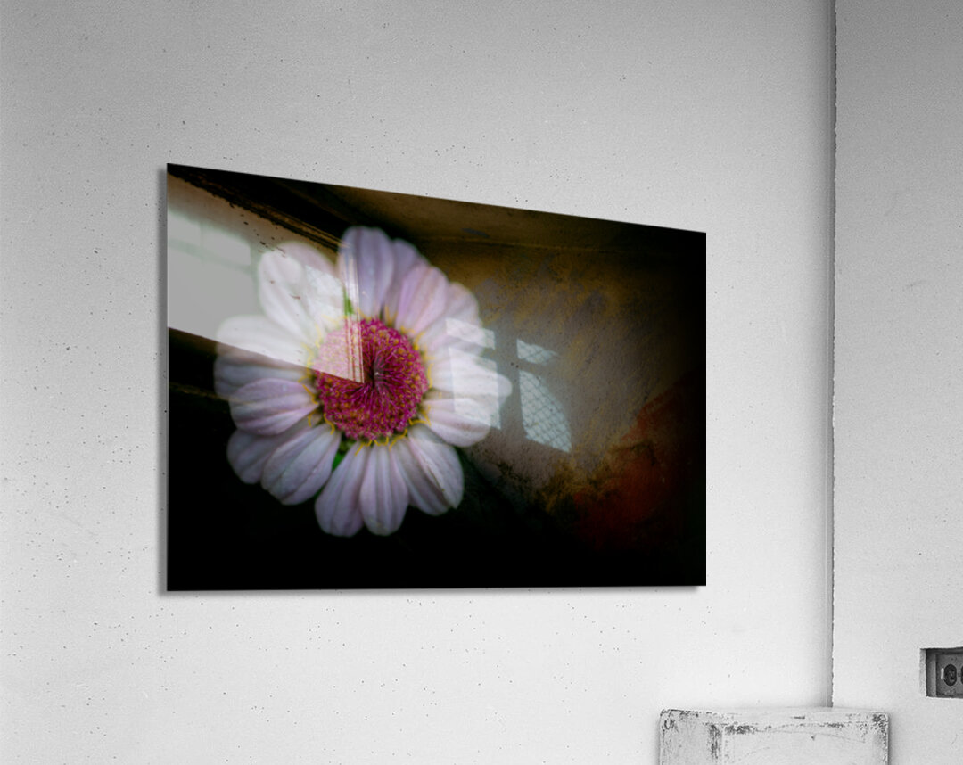 Daisy Acrylic Print