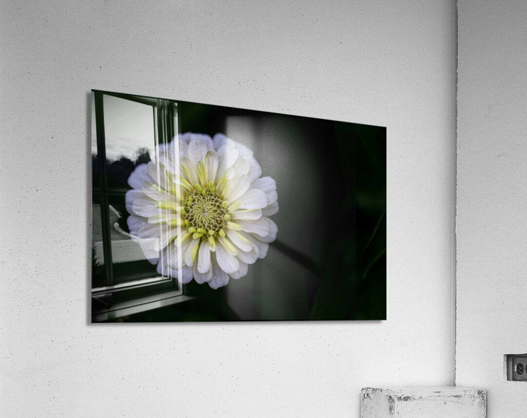 White Zinnia Acrylic Print