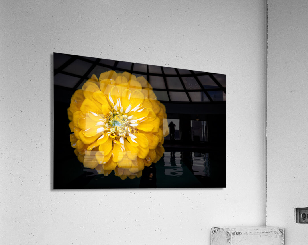 Yellow Zinnia Acrylic Print