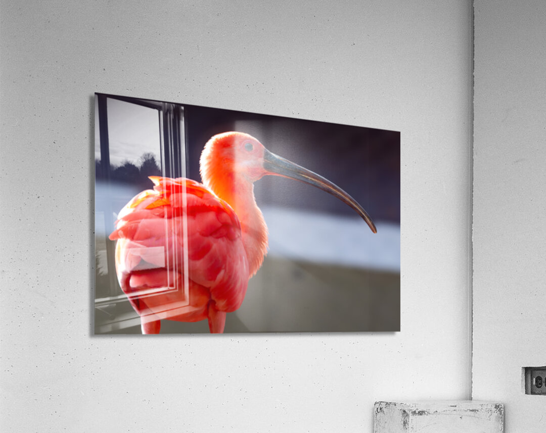 Scarlet Ibis Acrylic Print