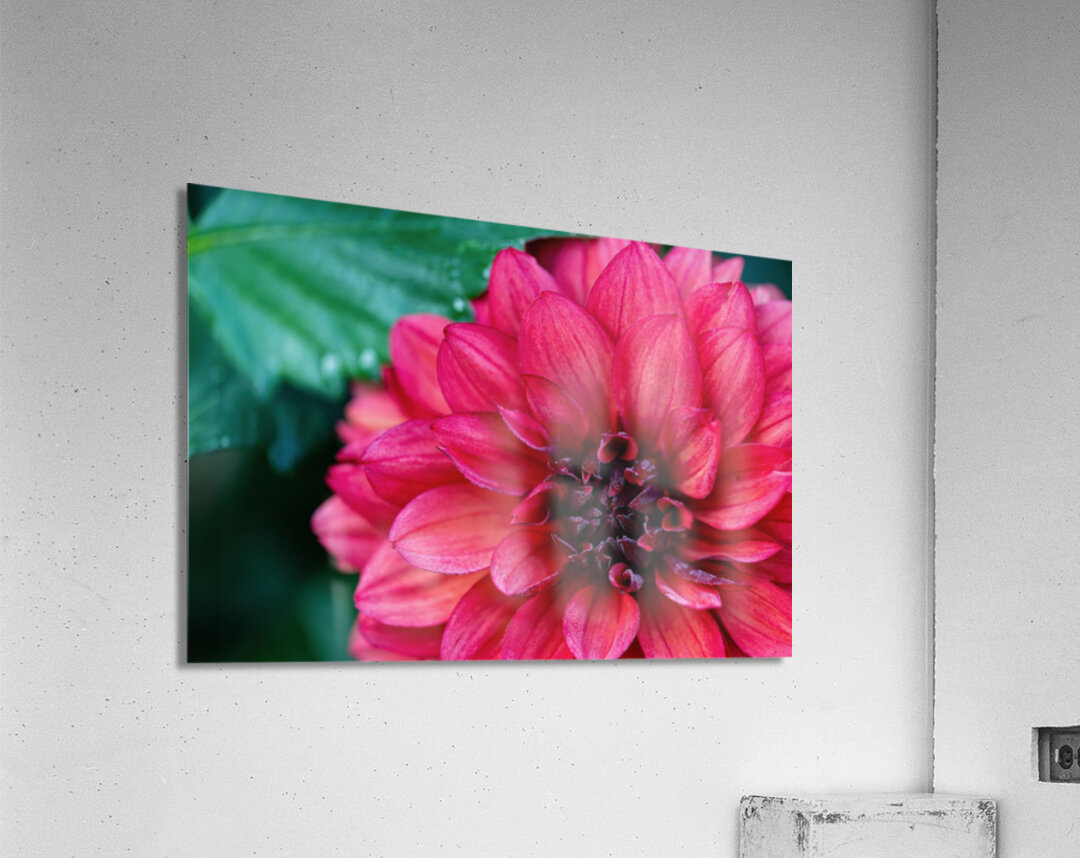 Dark Pink Dahlia Acrylic Print