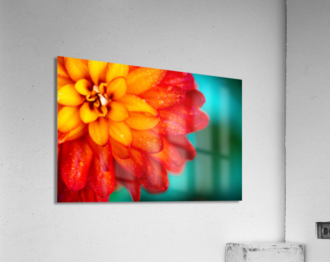 Orange and Yellow Zinnia Acrylic Print