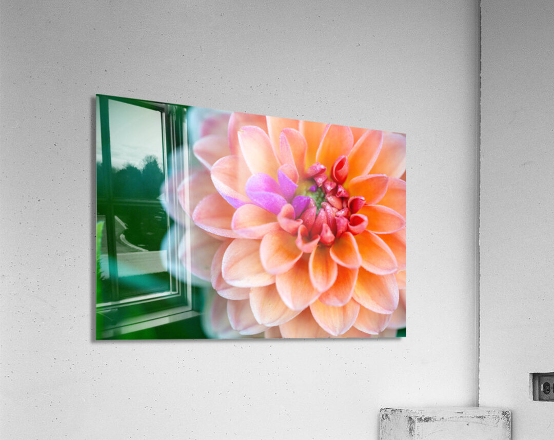 Peach Dahlia with a splash of Purple Acrylic Print