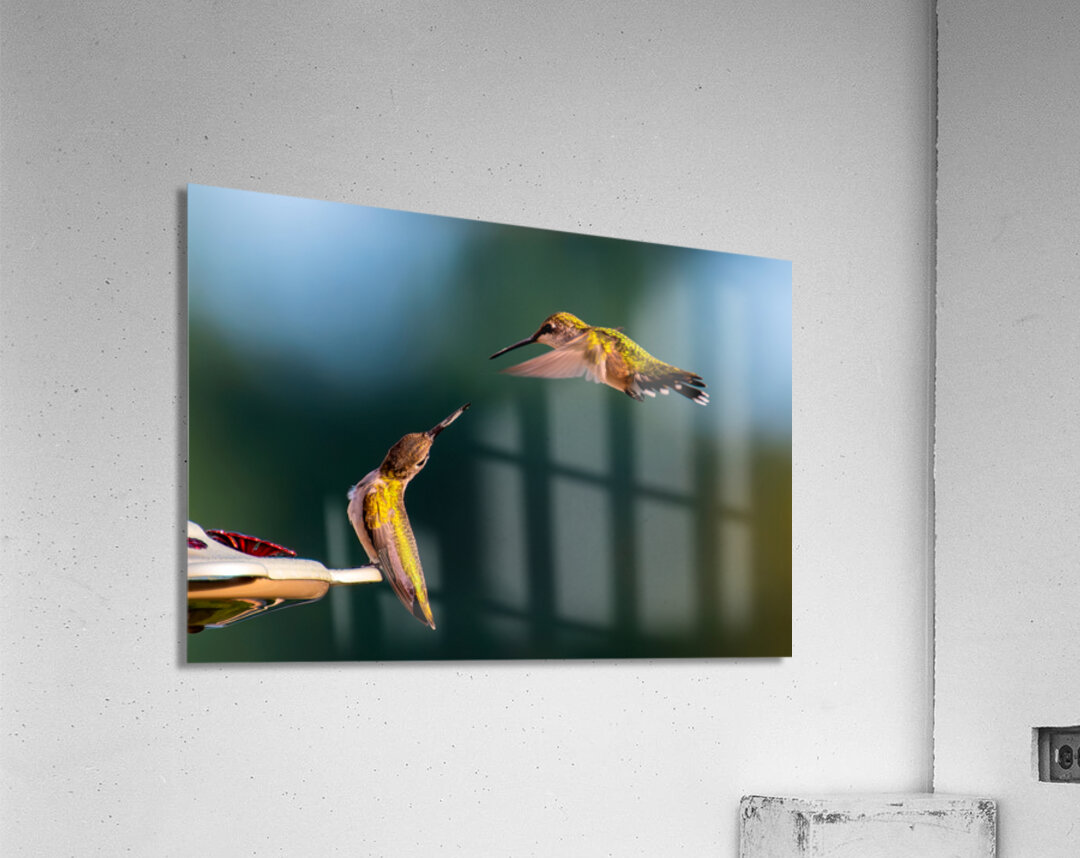 Hummingbirds Acrylic Print