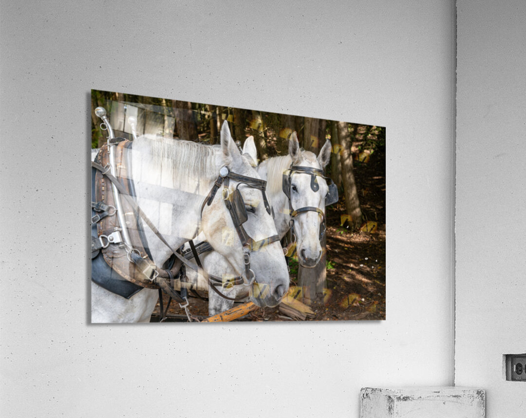 A pair of White Horses Acrylic Print