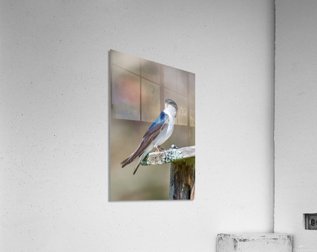 A Tree Swallow Enjoys a Sunny Day.  Acrylic Print