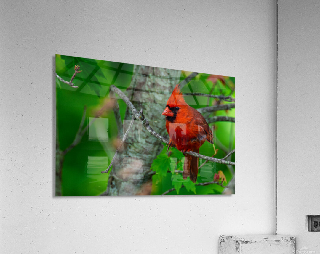 Northern Cardinal  Acrylic Print