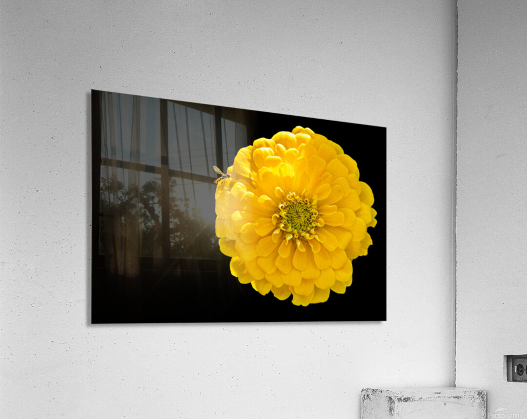 Yellow Zinnia and a Hoverfly Acrylic Print
