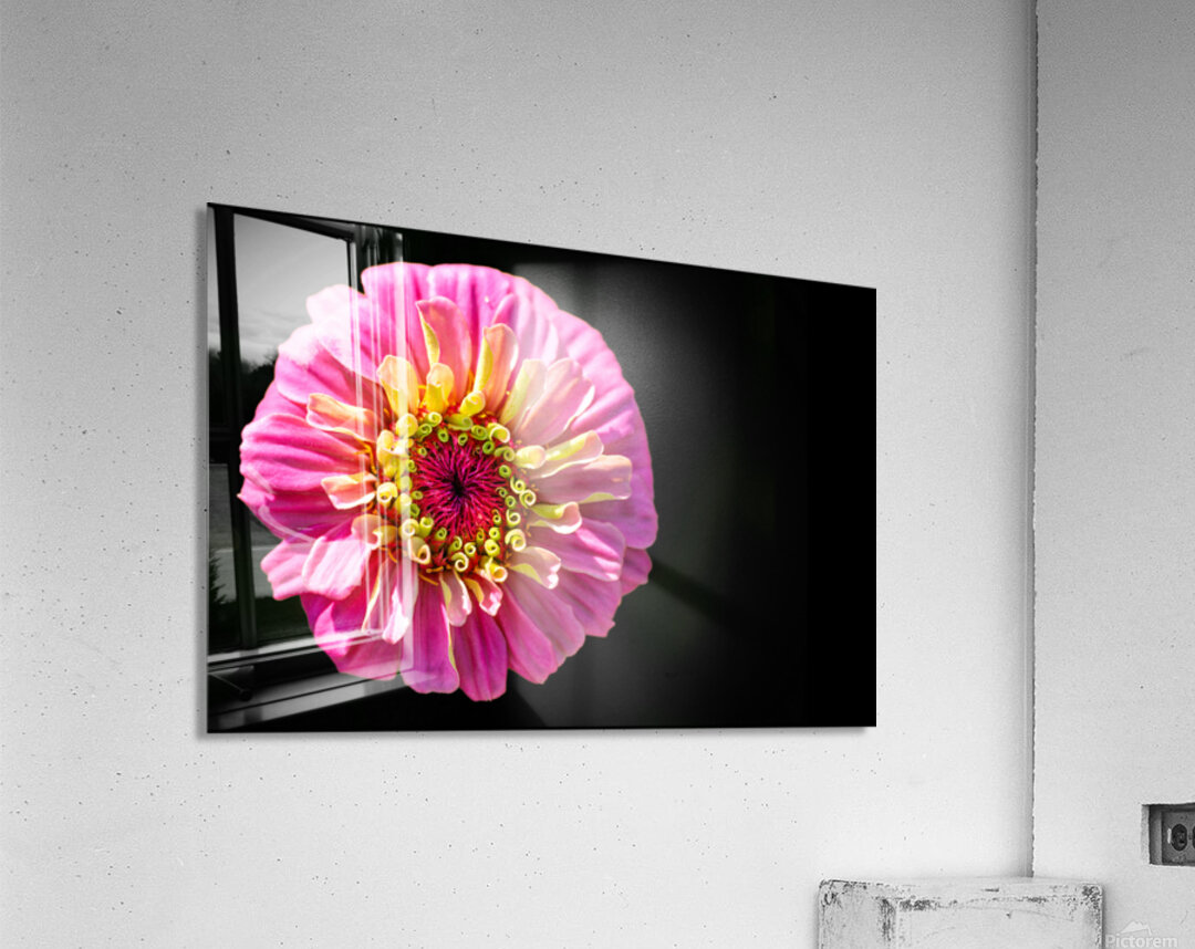 Pink and Yellow Zinnia Acrylic Print