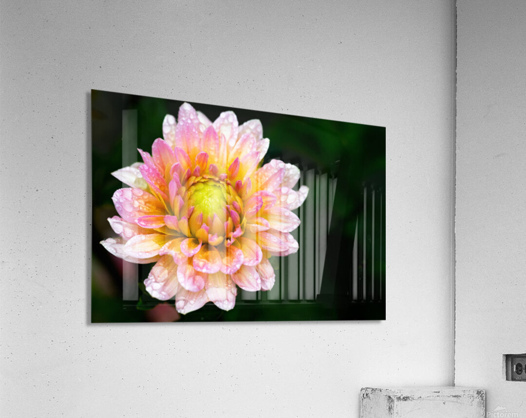 Dahlia and Raindrops Acrylic Print