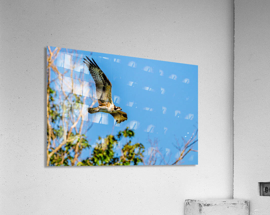 An Osprey Soars Acrylic Print