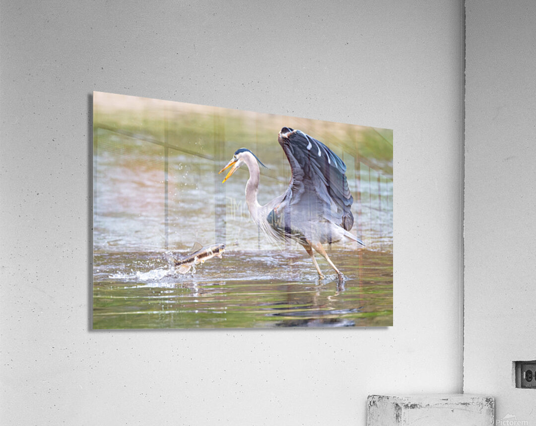 Not Today Acrylic Print