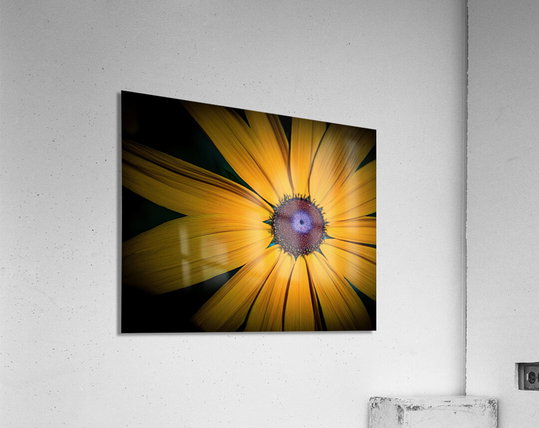 Yellow Daisy Acrylic Print