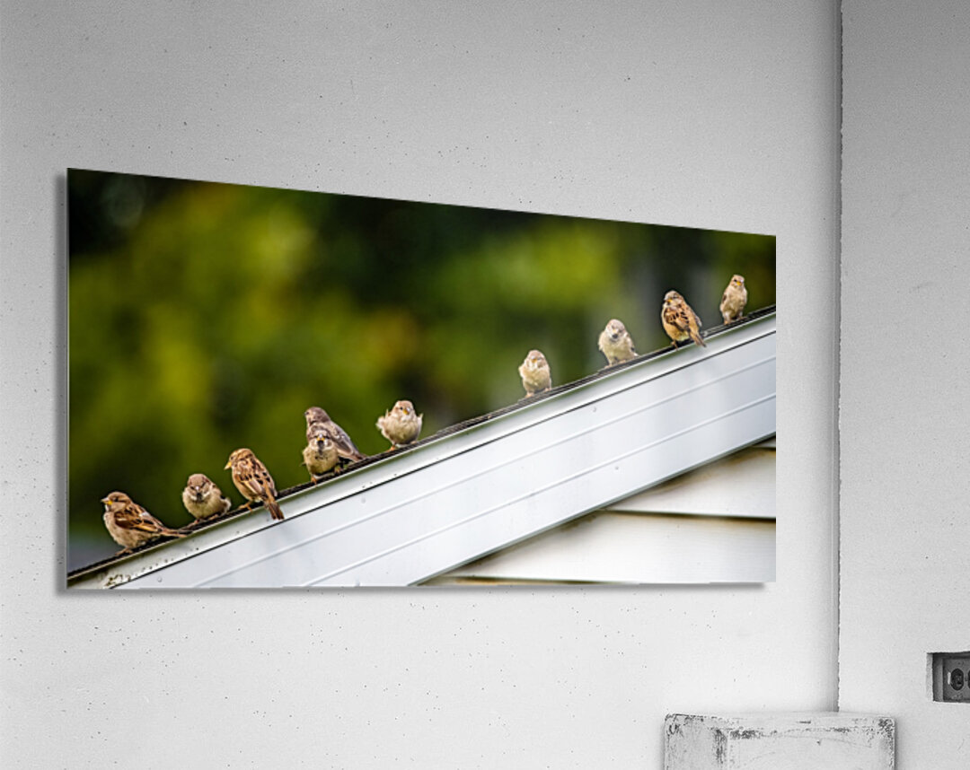 Sparrows on a Roof Acrylic Print
