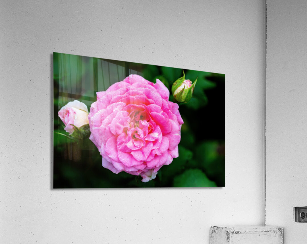 Rose with Morning Dew Acrylic Print