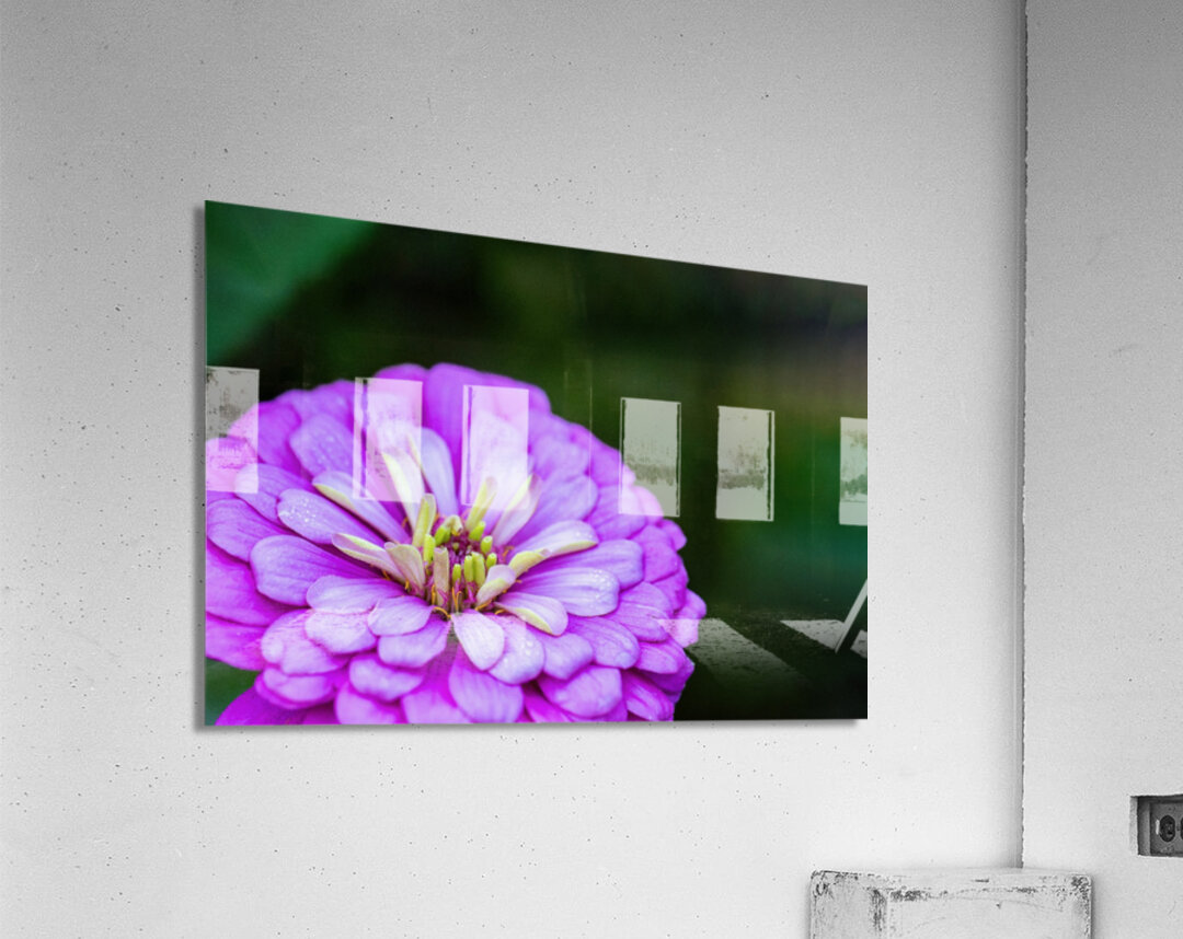 Glistening Purple Zinnia  Acrylic Print