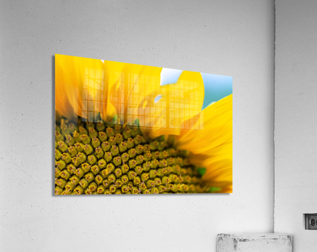 SunFlower Close Up Acrylic Print