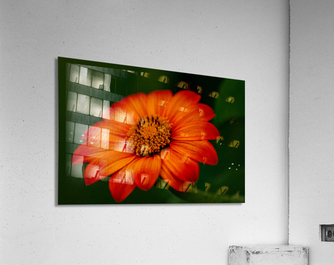 Orange Sunflower  Acrylic Print