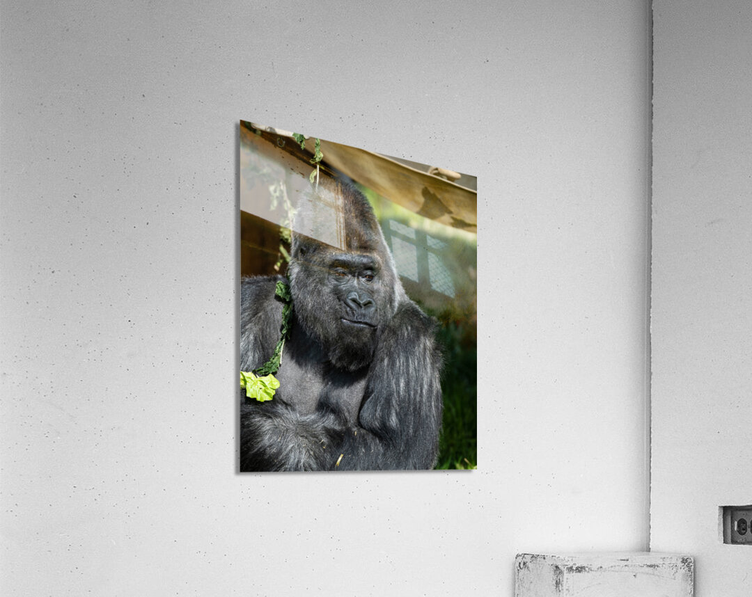 Gorilla Deep in Thought Acrylic Print
