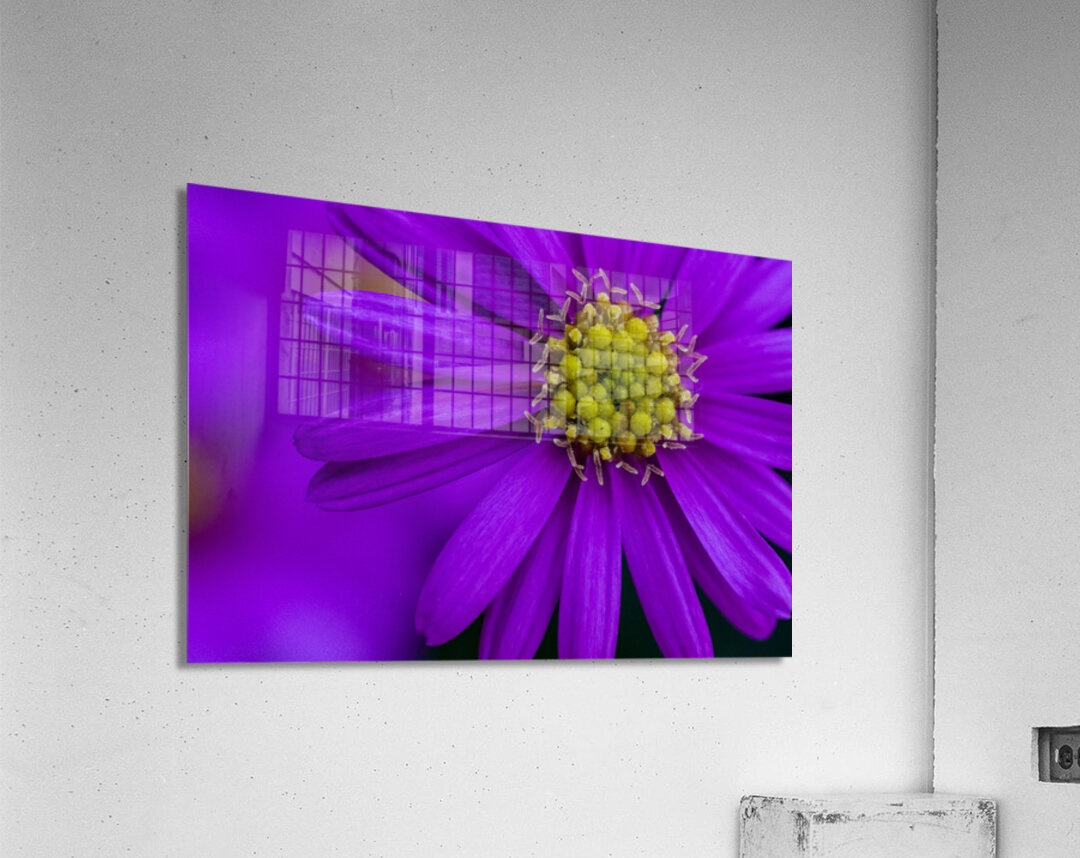 Purple Aster Acrylic Print